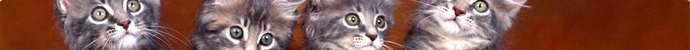 Dieren advertenties