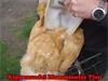 Grote foto kippenzadel voor kaalgetreden hennen dieren en toebehoren pluimvee toebehoren