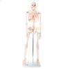 Menselijk Skelet Anatomiemodel 85cm