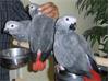 Grote foto alle soorten tamme jonge puppy papegaaien bij dennis dieren en toebehoren parkieten en papegaaien