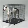 Grote foto hondenbench specialist chewies xl berkel rodenrijs dieren en toebehoren hondenhokken en kooien