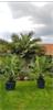 Grote foto palmbomen jubaea chilensis stamdiameter 30cm tuin en terras bomen en struiken