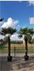 Palmboom trachycarpus fortunei 230cm stamhoogte