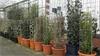 Grote foto verticale tuinhaag klimplant tuin terras balkon. tuin en terras bomen en struiken