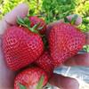 Grote foto aardbeien groot sortiment soorten. tuin en terras fruitplantjes