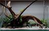 Fine sinking wood 50-65cm - Aquarium decoratie mangrove hout