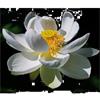 Beauté Royale Ontspannende Witte Lotus Gel Pakking