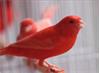 Grote foto zingende zang kanarie va 9 95 dieren en toebehoren kanaries