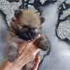 Grote foto pomeranian pupjes dieren en toebehoren chihuahua en gezelschapshonden