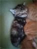 5 schattige kittens Cyperse korthaartjes