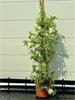 Online Veiling: Passiflora Snowqueen Piramide Wit, Bloesem