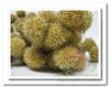 Plataan naturel / Small ball bundel Plataan naturel