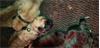 Grote foto bouvierpups blond en gestroomt dieren en toebehoren herdershonden en veedrijvers