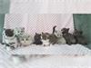   Prachtige britse korthaar kittens met stamboom
