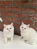 Grote foto britse korthaar kittens dieren en toebehoren raskatten korthaar