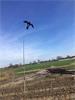 Bird Scaring Kite 4 meter met draaiende voet