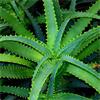 BeautifulYou Aloe vera-olie (maceraat) 1000 ml BeautifulYou