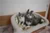 Britse korthaar kittens met stamboom