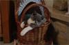 Grote foto britse korthaar kittens met stamboom dieren en toebehoren raskatten korthaar