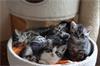 Grote foto prachtige brits britse korthaar kittens dieren en toebehoren raskatten korthaar