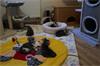 Grote foto prachtige brits britse korthaar kittens dieren en toebehoren raskatten korthaar