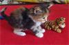 Grote foto maine coon kittens met volledige stamboom dieren en toebehoren raskatten langhaar