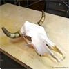 Online Veiling: Schedel met hoorns van echte Texas Longhorn
