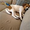 Grote foto beagle pup dieren en toebehoren beagles bassets en lopende honden