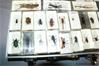 Online Veiling: Insecten in hars gegoten