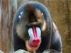 Ouwehands Dierenpark Korting 2023