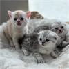 Grote foto prachtige scottish fold kittens dieren en toebehoren raskatten korthaar