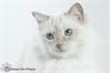 Famous Pets Pictures - Huisdierfotografie
