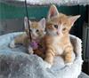 Grote foto kittens dieren en toebehoren overige katten