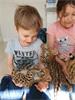 Grote foto serval caracat en caracal kittens beschikbaar dieren en toebehoren raskatten langhaar