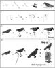 Grote foto vogelverschrikker duivenverjager kraai raaf dieren en toebehoren overige