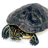 Hiëroglyfensierschildpad
