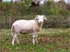 Grote foto wiltshire horn ooi en ram lammeren dieren en toebehoren schapen geiten en varkens