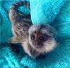 Grote foto schattige baby zijdeaapje aap te koop dieren en toebehoren overige toebehoren