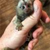 Grote foto schattige baby zijdeaapje aap te koop dieren en toebehoren overige toebehoren