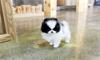 Grote foto pomeranian pups prachtige dieren en toebehoren overige honden