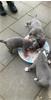 Grote foto pocket bully puppy blau de koop dieren en toebehoren overige honden