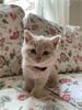 Grote foto rasechte brits korthaar kittens dieren en toebehoren raskatten korthaar