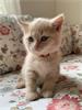 Brits Korthaar kittens  met papieren (stamboom)
