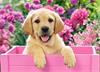 Labrador puppy in pink box Castorland B-030071