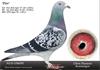 Te koop Jellema-Beens-Ko van Dommelen duiven