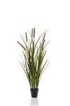 Kantoorplant Cattail Grass | 70cm