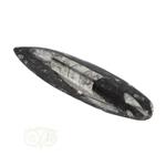 Orthoceras Fossiel geslepen Nr 18 - 116 gram