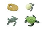 Levenscyclus - groene zeeschildpad (3D)