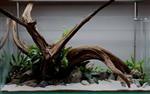 Fine sinking wood 35-50cm  - Aquarium decoratie mangrove hout