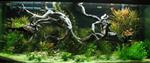 Spider wood 70-90cm aquarium decoratie hout